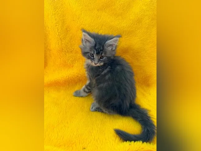Maine coon