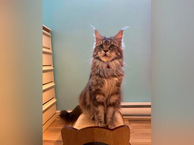 Maine coon thumbnail 5