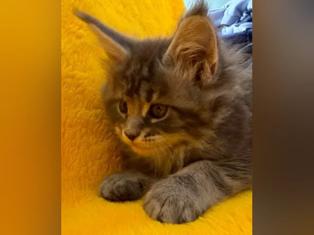 Maine coon thumbnail 3