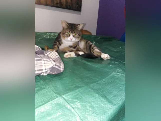 Chat en adoption