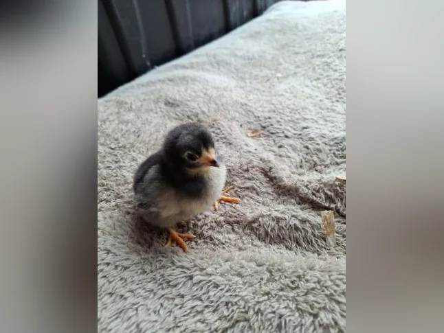 Poussins Welsumer et Olive egger de 2 semaines