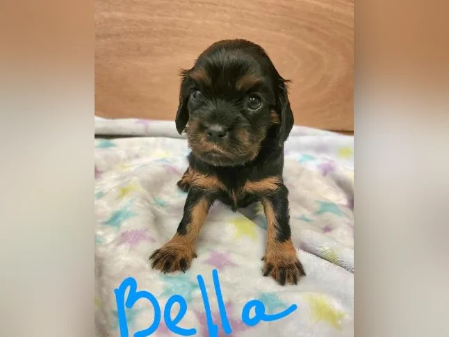 Chiots cavalier king charles thumbnail 5