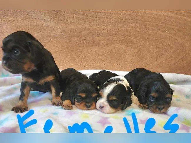 Chiots cavalier king charles thumbnail 2