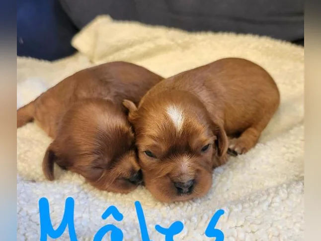 Chiots cavalier king charles thumbnail 4