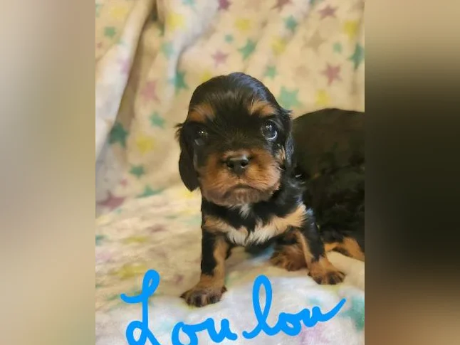 Chiots cavalier king charles thumbnail 7