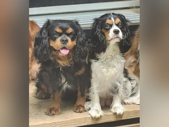 Chiots cavalier king charles thumbnail 9