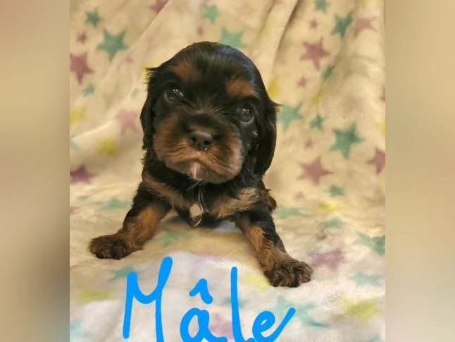 Chiots cavalier king charles thumbnail 3