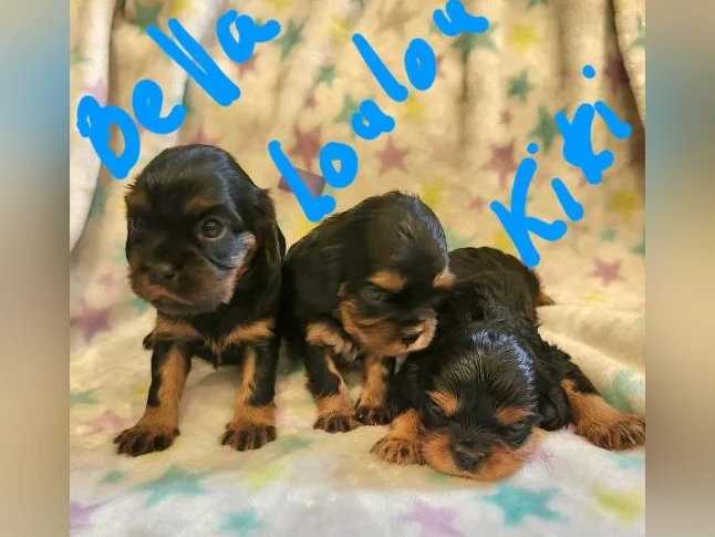 Chiots cavalier king charles thumbnail 8
