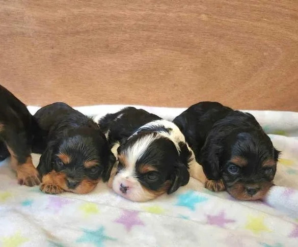 Chiots cavalier king charles