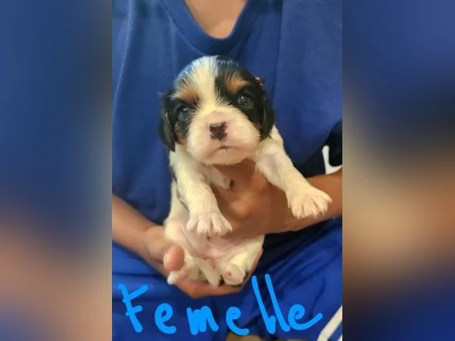 Chiots cavalier king charles thumbnail 6