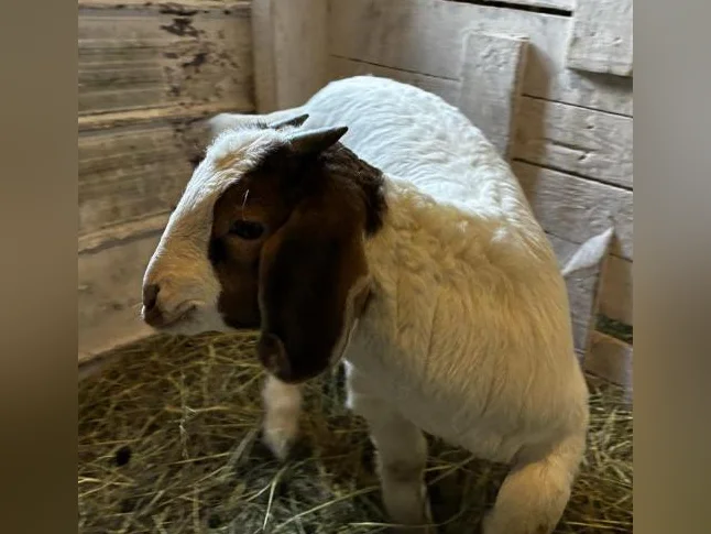 BOER - chevreaux aujourd'hui, reproducteurs demain!