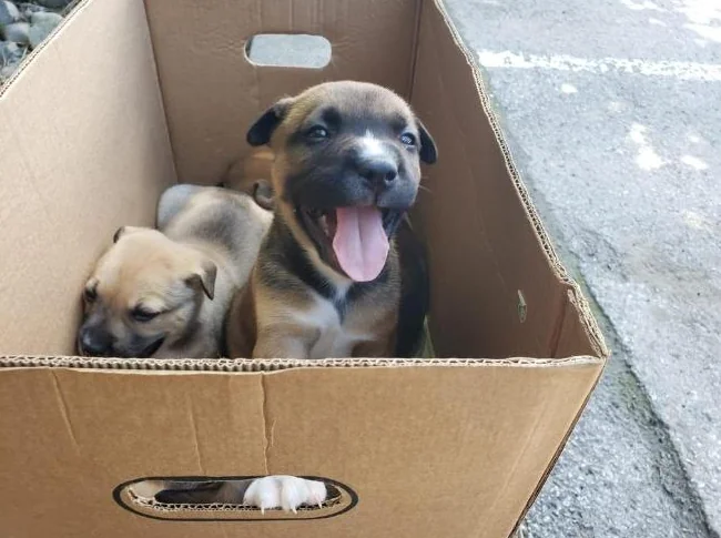 chiots Pitsky vaccinés et vermifugés