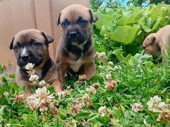 chiots Pitsky vaccinés et vermifugés thumbnail 6