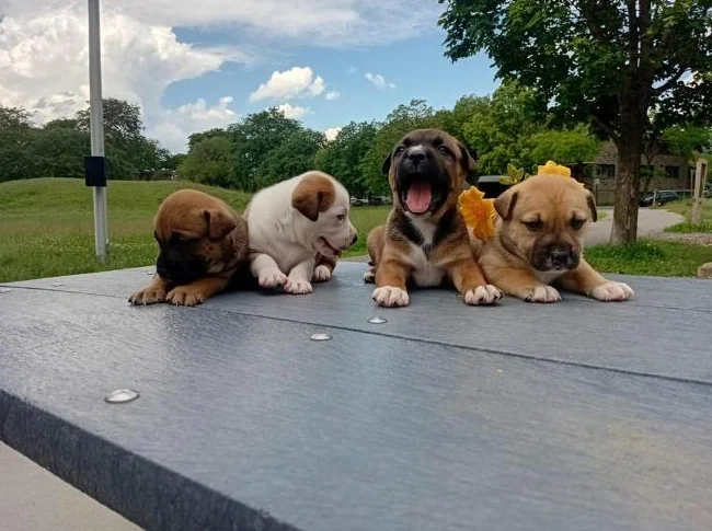 chiots Pitsky vaccinés et vermifugés thumbnail 2