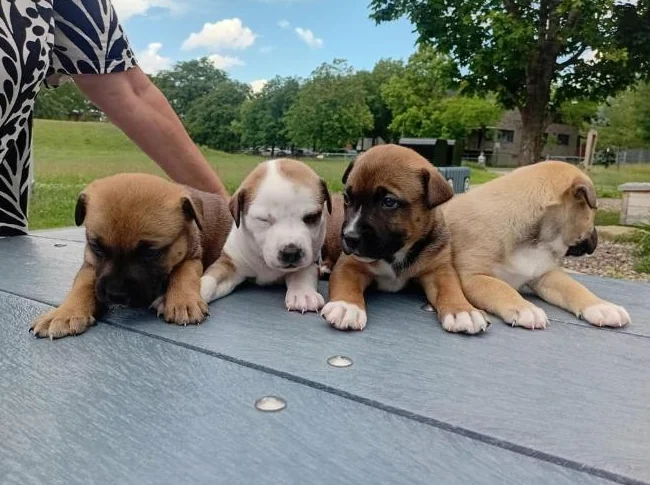 chiots Pitsky vaccinés et vermifugés thumbnail 7