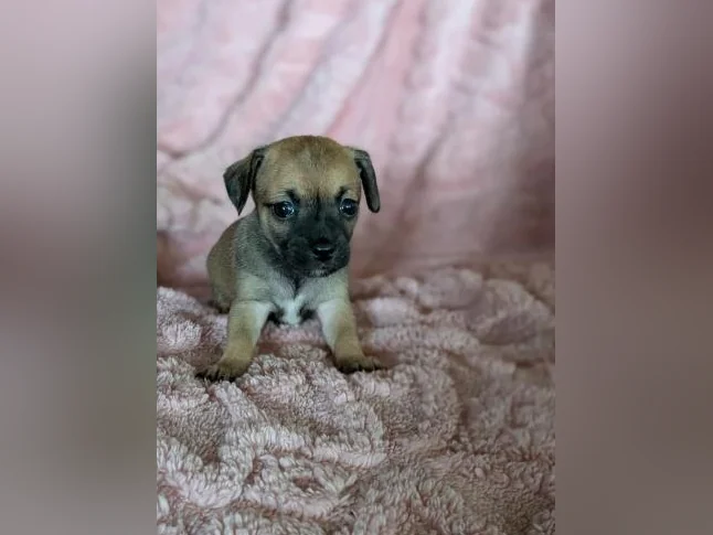 Chiwawa croisé Pinshe nain