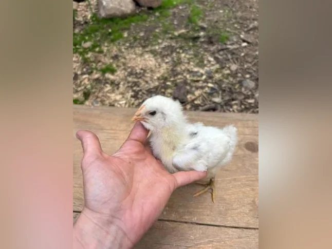 Poussins Welsumer et Olive egger de 2 semaines thumbnail 2