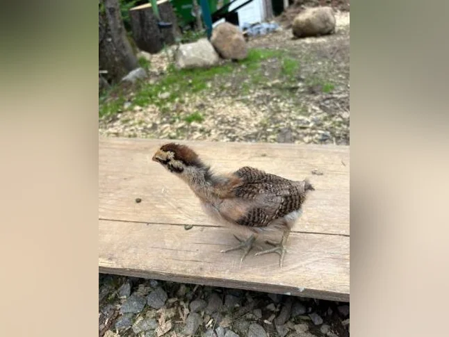 Poussins Welsumer et Olive egger de 2 semaines