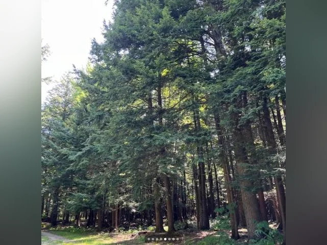 Terre à bois