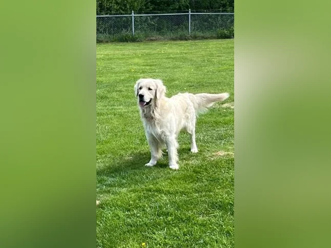 Goldens retrievers blanc doré pure race thumbnail 3