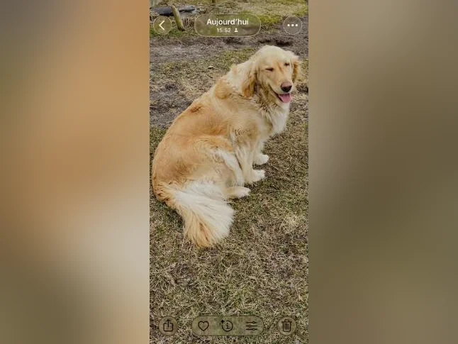 Goldens retrievers blanc doré pure race thumbnail 2