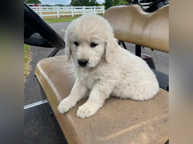 Goldens retrievers blanc doré pure race thumbnail 4