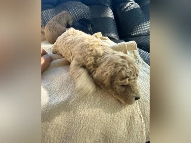 Mini golden doodle à vendre thumbnail 5