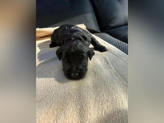 Mini golden doodle à vendre