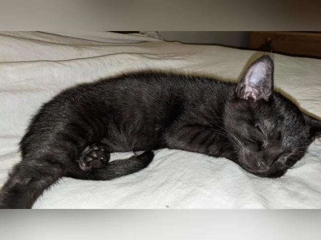 *Adorables chatons prêts pour adoption* thumbnail 4
