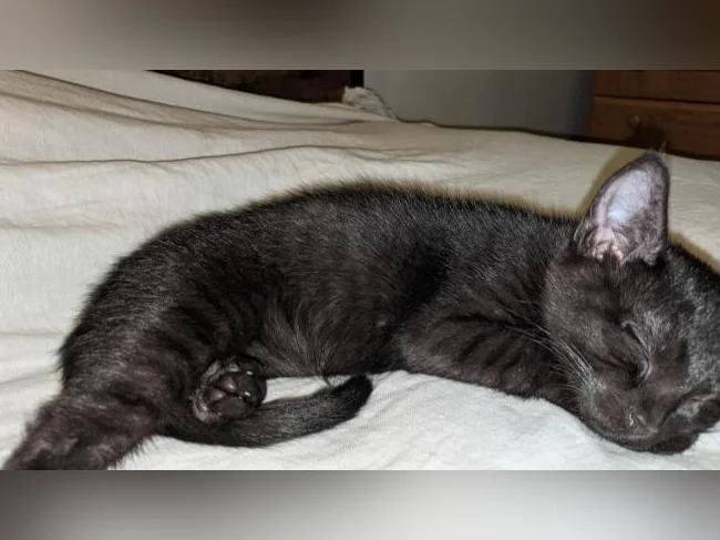 *Adorables chatons prêts pour adoption* thumbnail 2