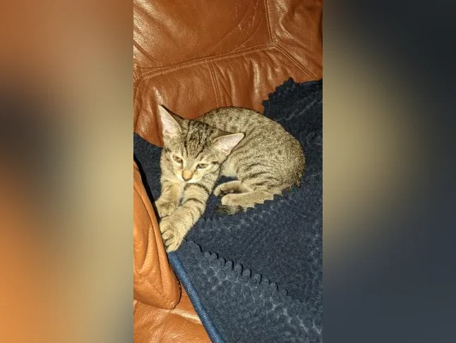 *Adorables chatons prêts pour adoption* thumbnail 3