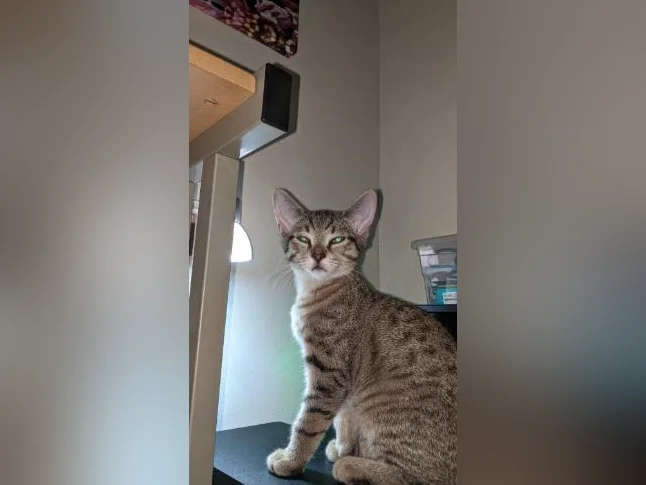 *Adorables chatons prêts pour adoption*