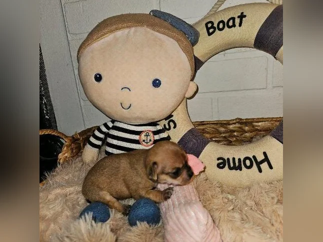 Chihuahuas à Cloridorme en Gaspésie thumbnail 7