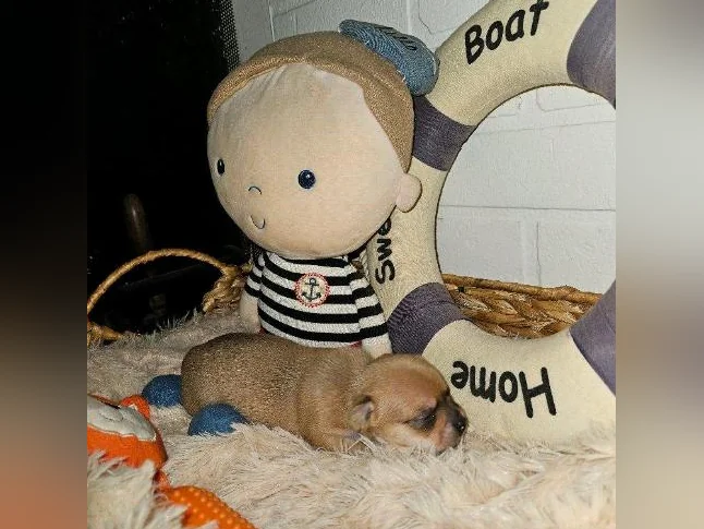 Chihuahuas à Cloridorme en Gaspésie thumbnail 10