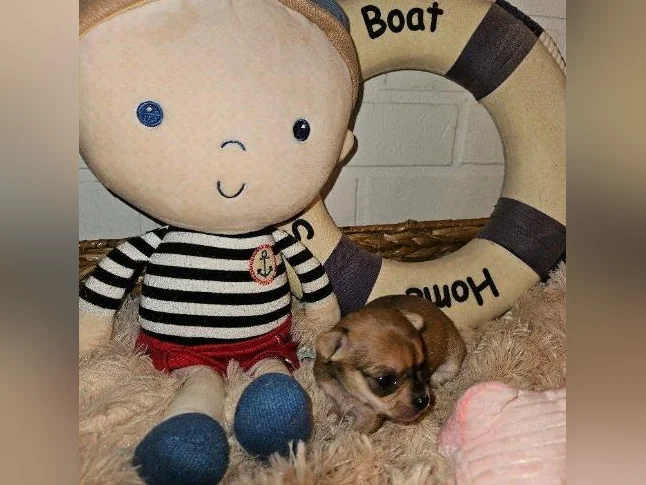 Chihuahuas à Cloridorme en Gaspésie thumbnail 8
