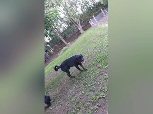 Rottweiler thumbnail 2
