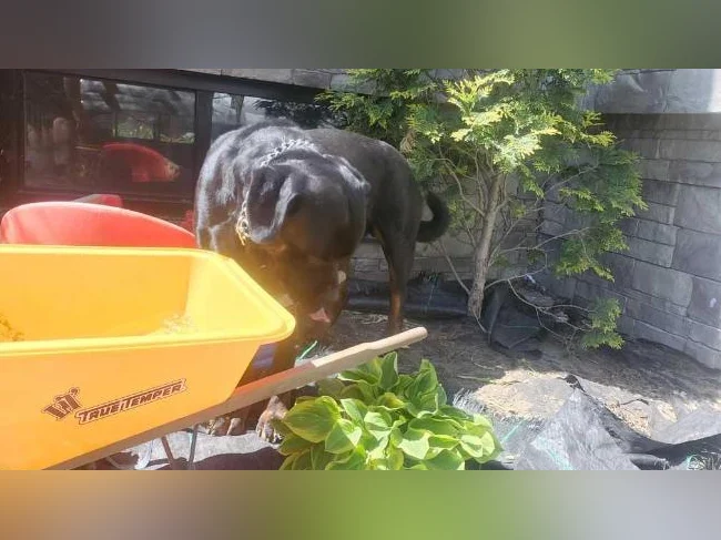 Rottweiler thumbnail 3
