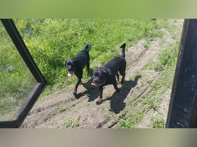 Rottweiler