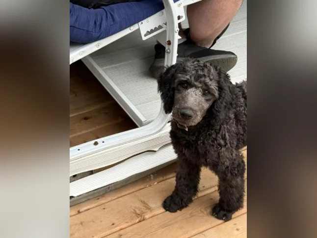 Caniche Royal