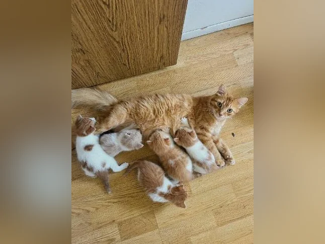 5 CHATONS À DONNER (Idéalement ensemble)