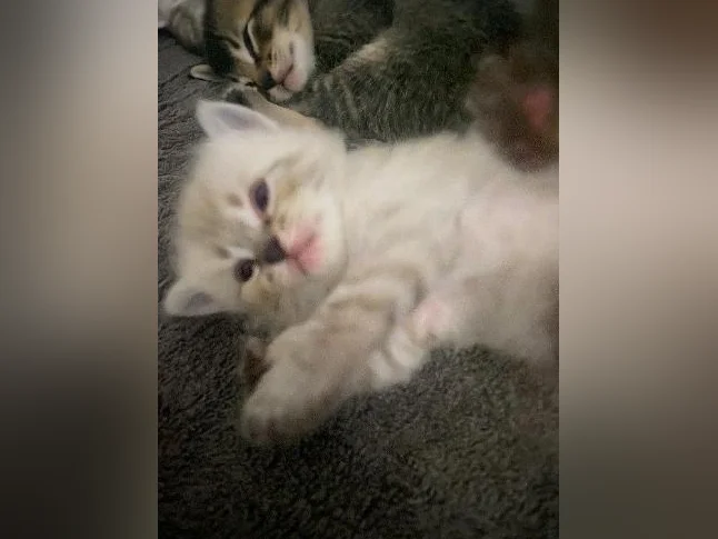 chatons highland lynx 1 gène thumbnail 7