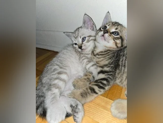 chatons highland lynx 1 gène thumbnail 4