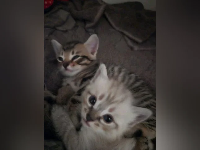 chatons highland lynx 1 gène thumbnail 6