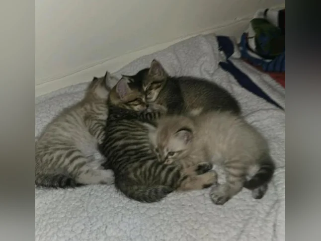 chatons highland lynx 1 gène thumbnail 3