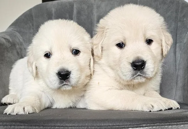 Reservation Chiots Golden Retriever English Cream thumbnail 3