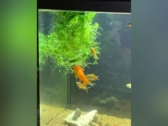 Poisson rouge