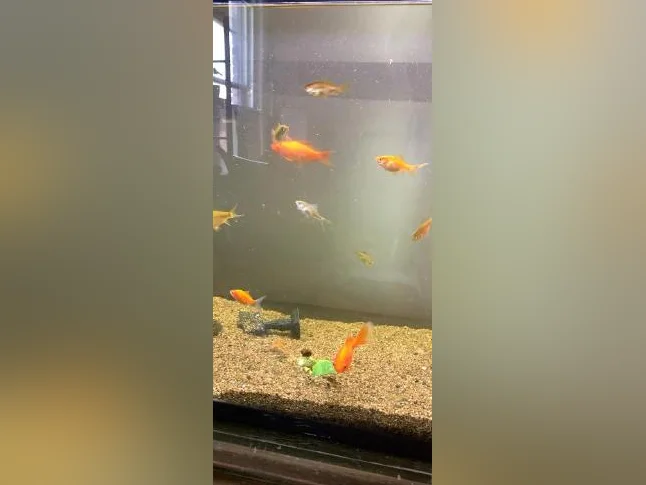 Poisson rouge thumbnail 2