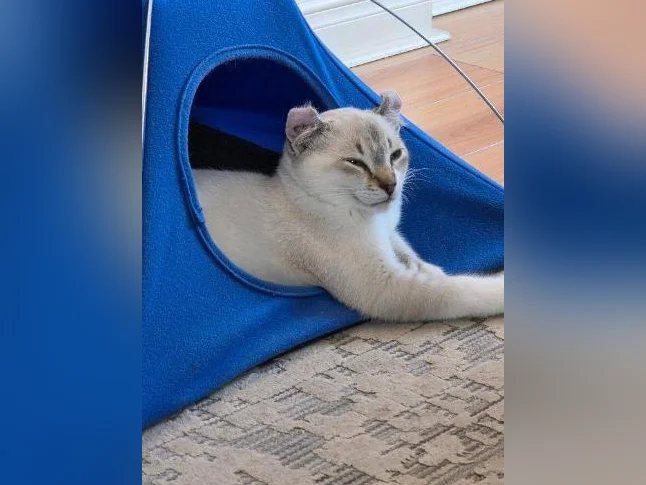 Chat hyhglyx de 1 ans mâle thumbnail 2