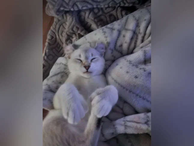 Chat hyhglyx de 1 ans mâle thumbnail 3