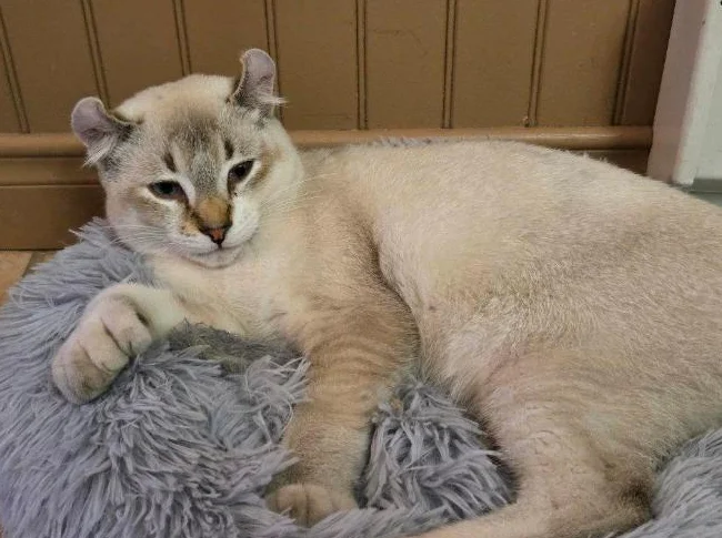 Chat hyhglyx de 1 ans mâle